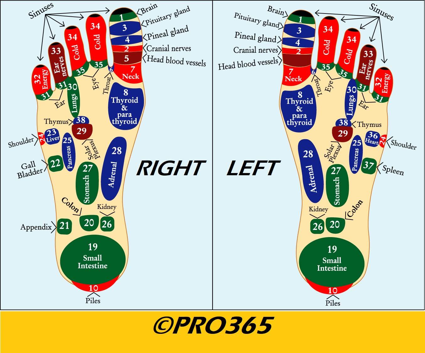 Waist Disk Acupressure Magnet Reflexology Slimming Belly 2 in 1 Belly Twister Now Exerciser (Blue)